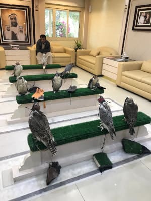 Hôpital des faucons à Abu Dhabi